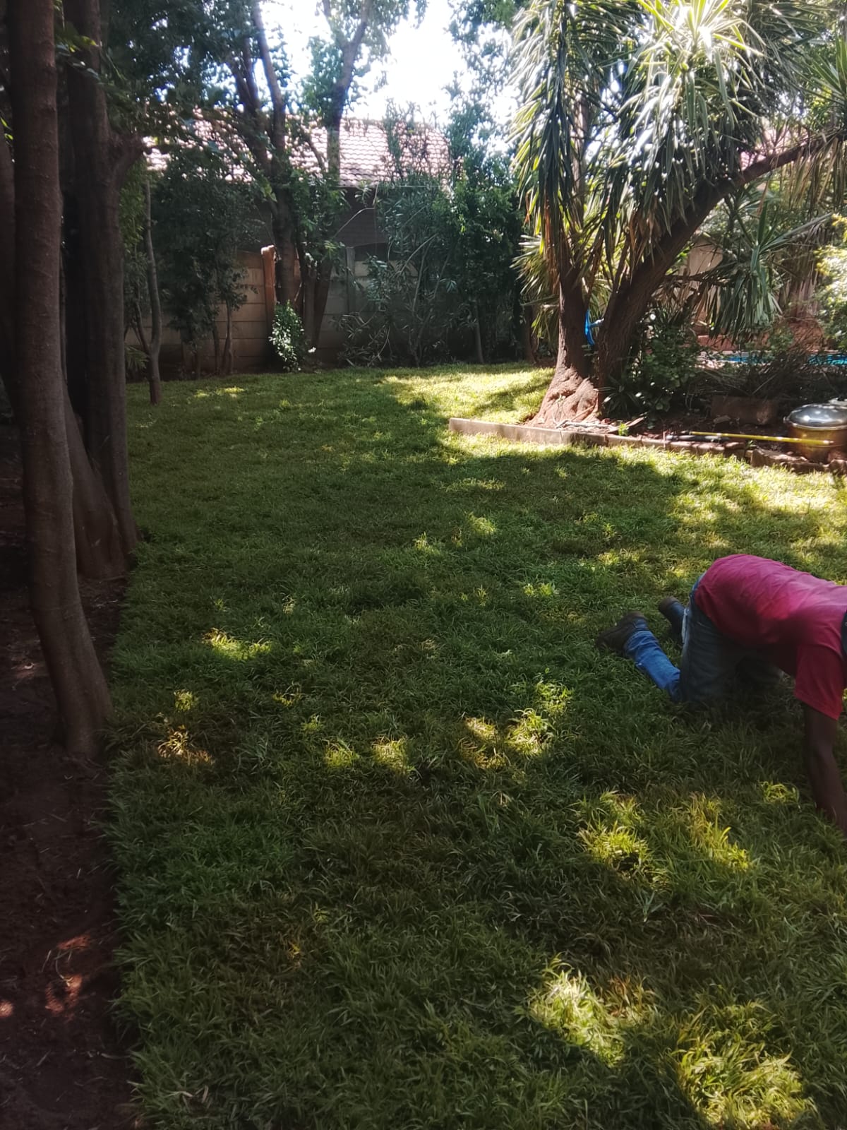 Instant lawn project photo