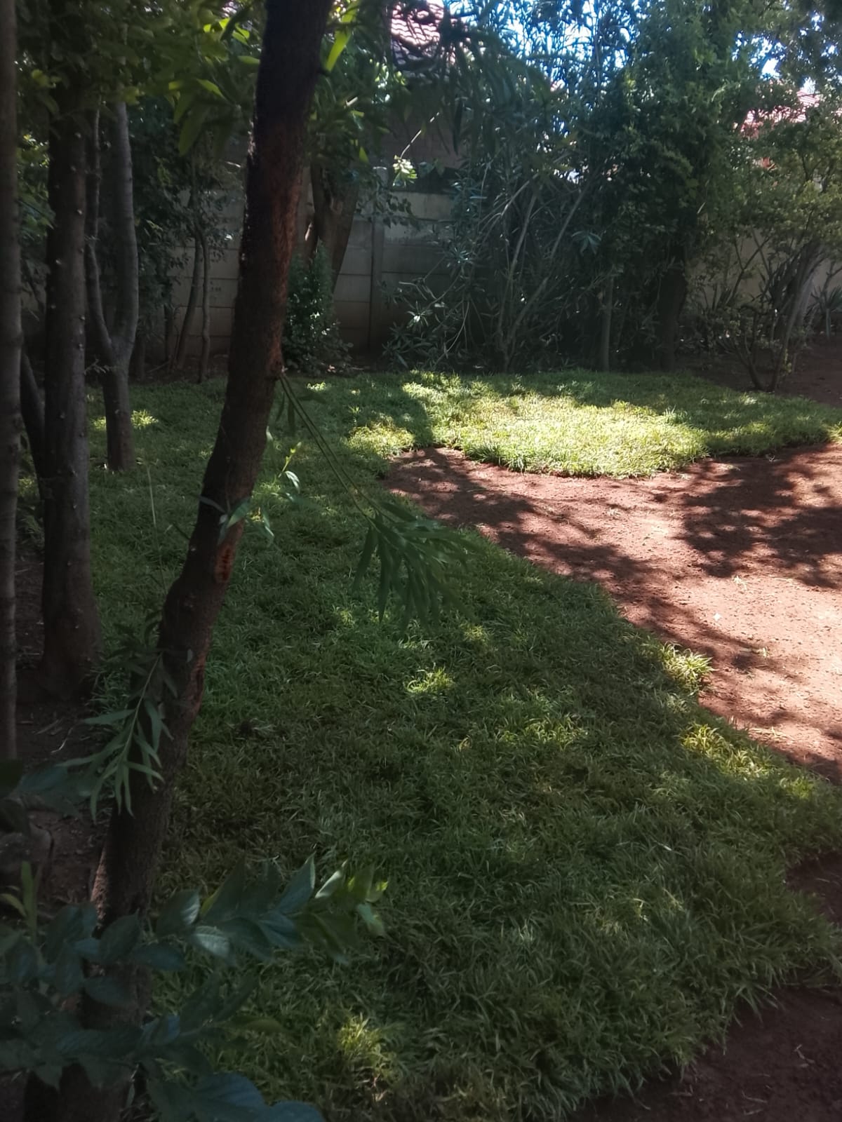 Instant lawn project photo