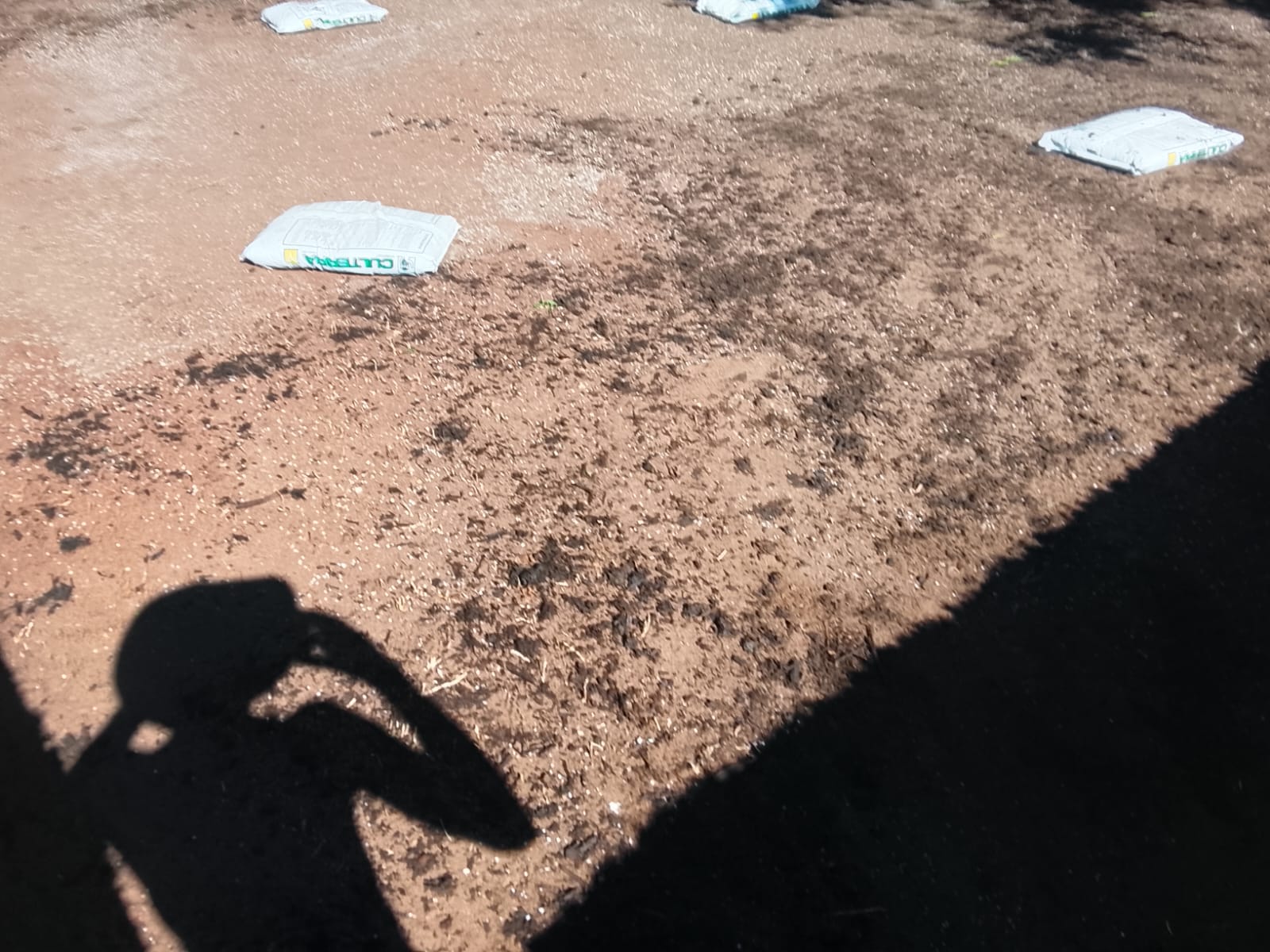 Instant lawn project photo