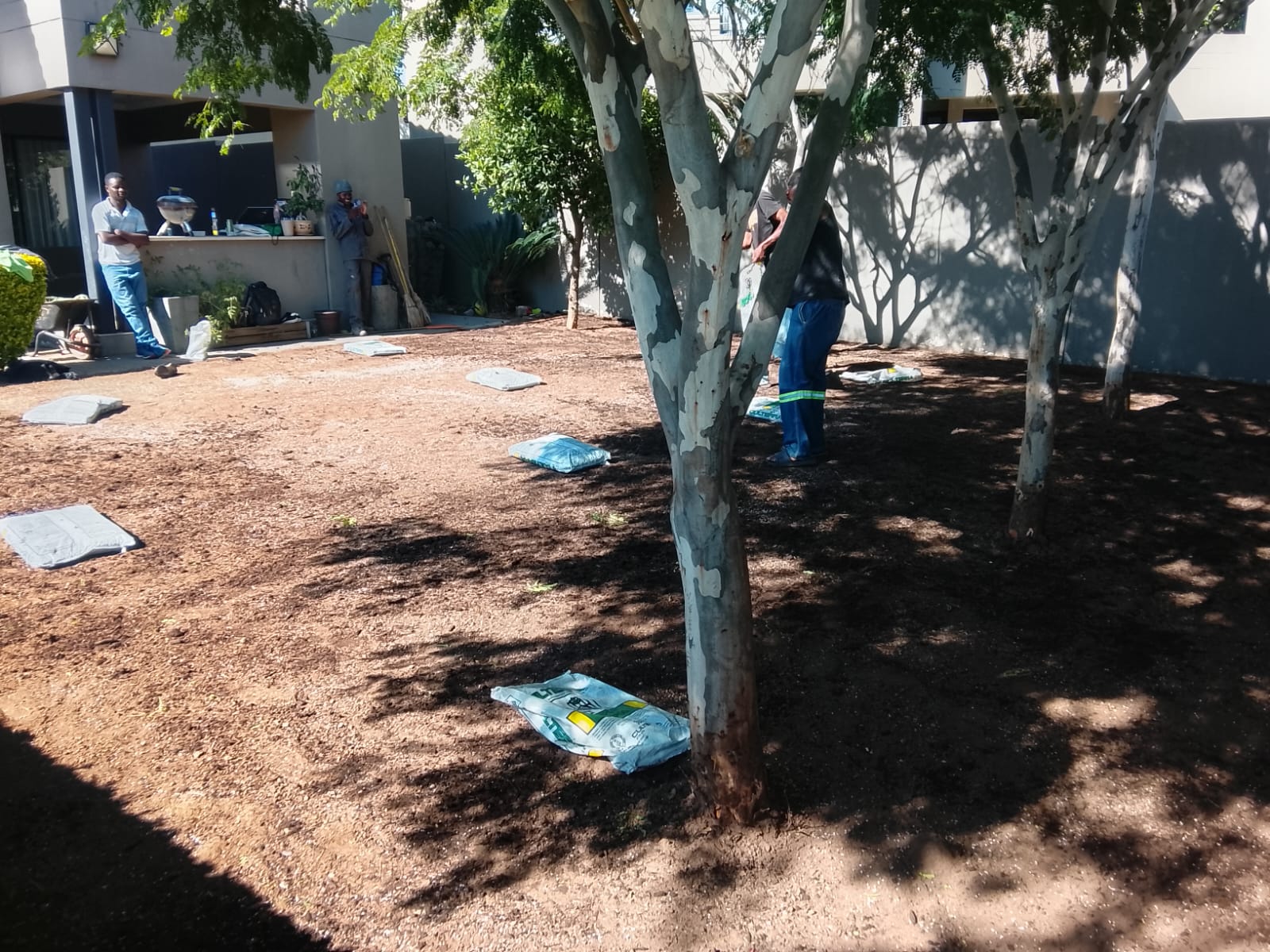 Instant lawn project photo