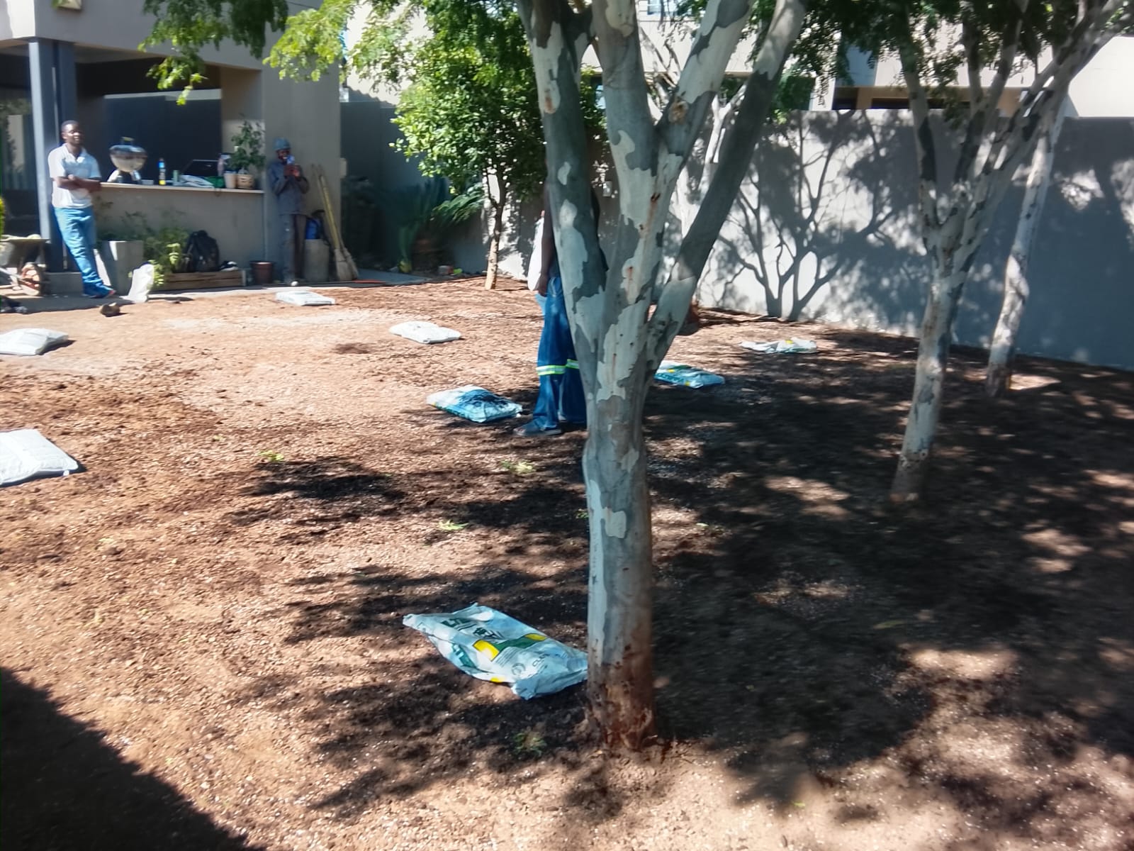 Instant lawn project photo