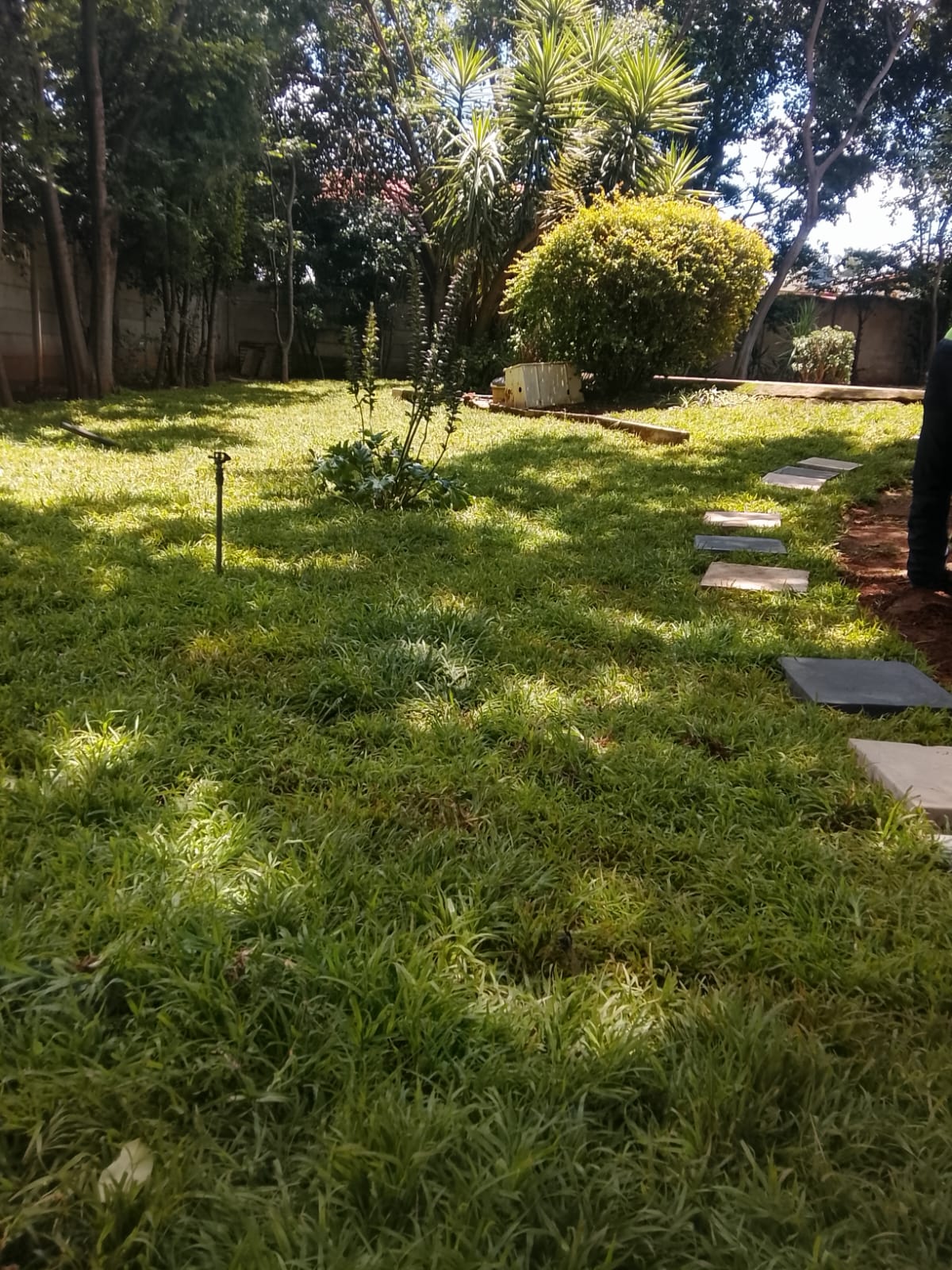 Instant lawn project photo