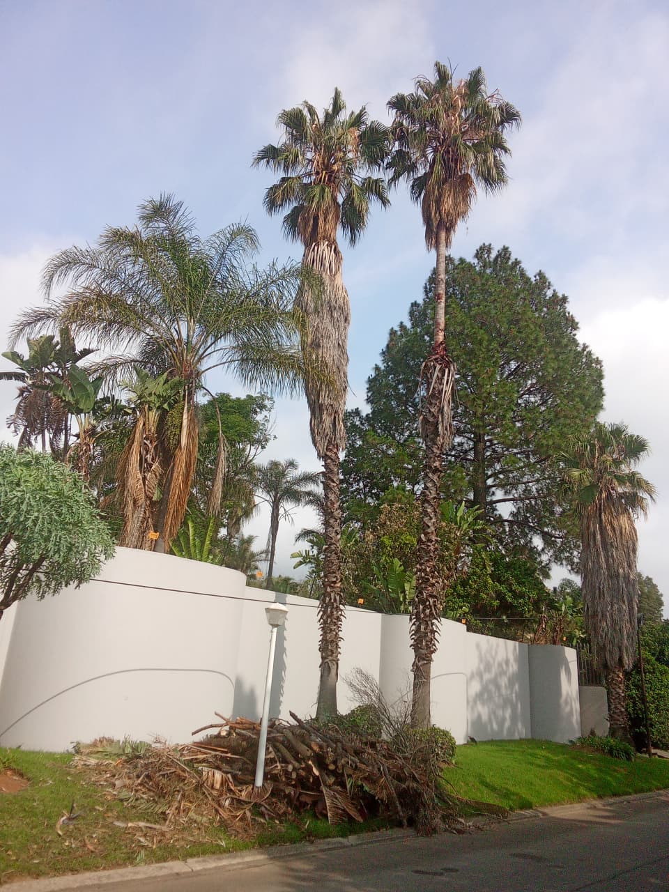 Tree felling project photo