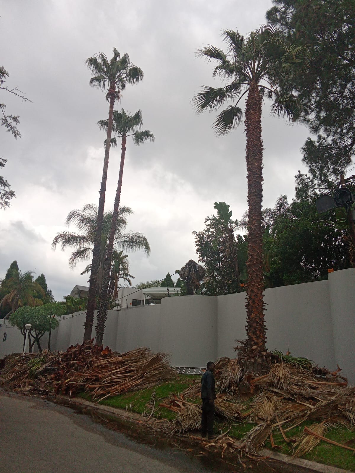 Tree felling project photo