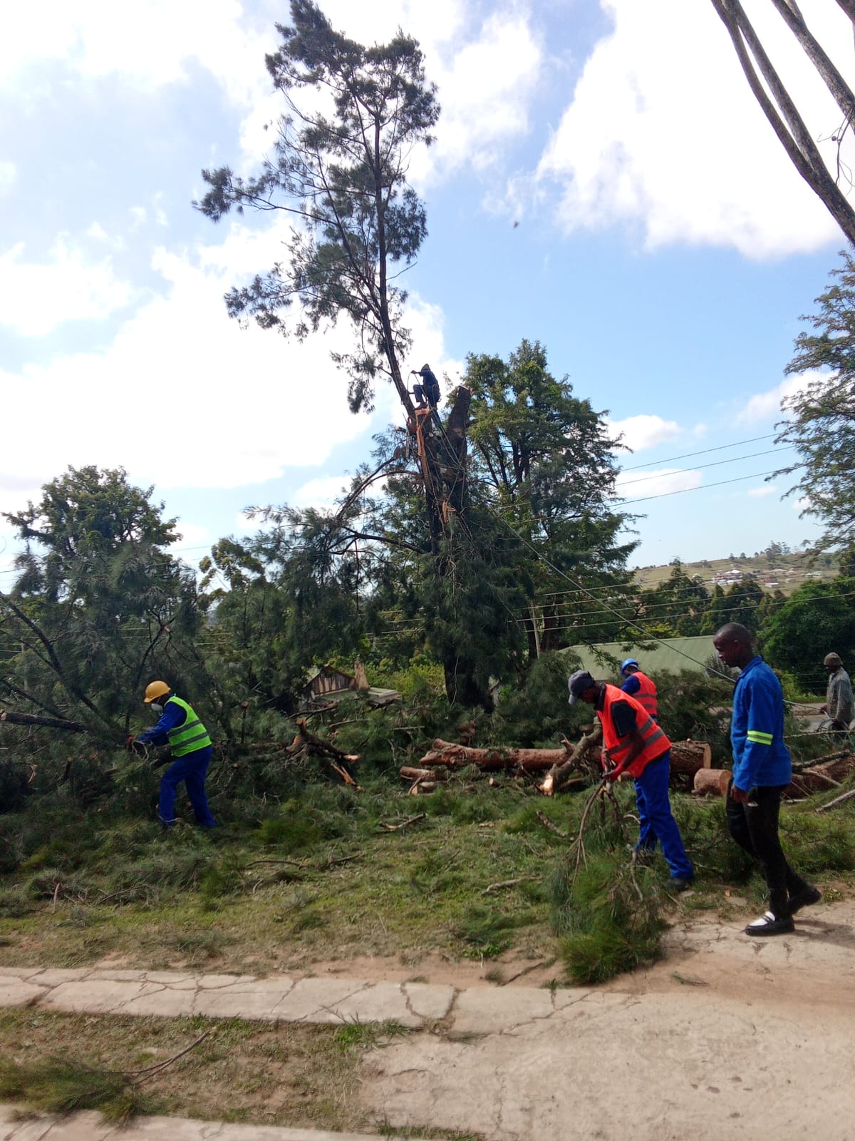 Tree felling project photo