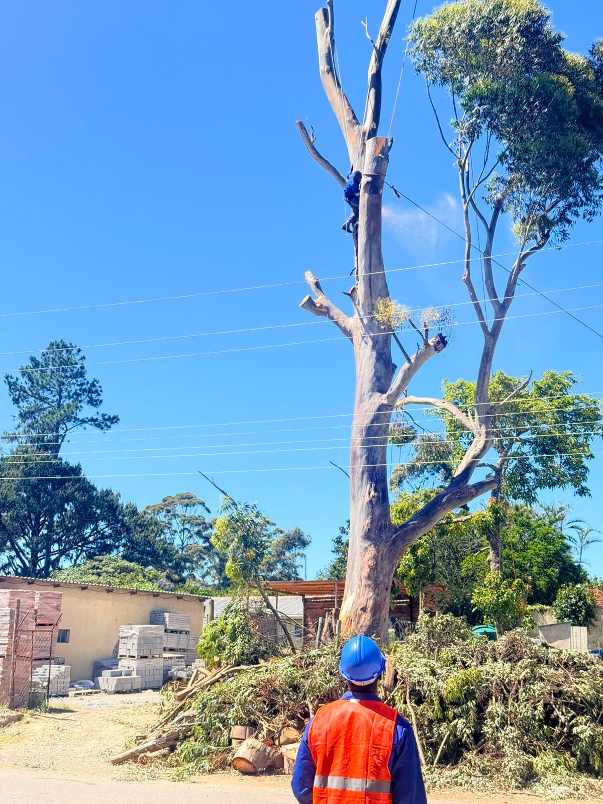 Tree felling project photo
