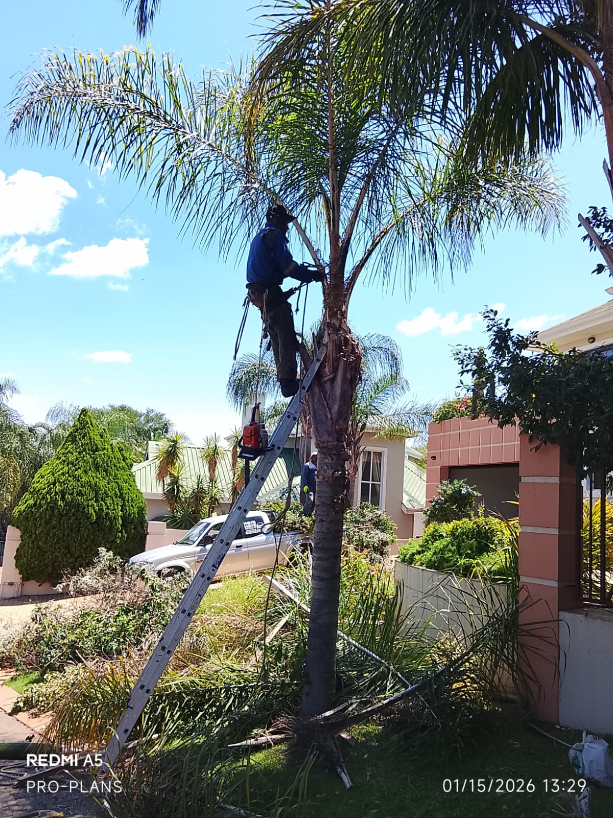 Tree felling project photo