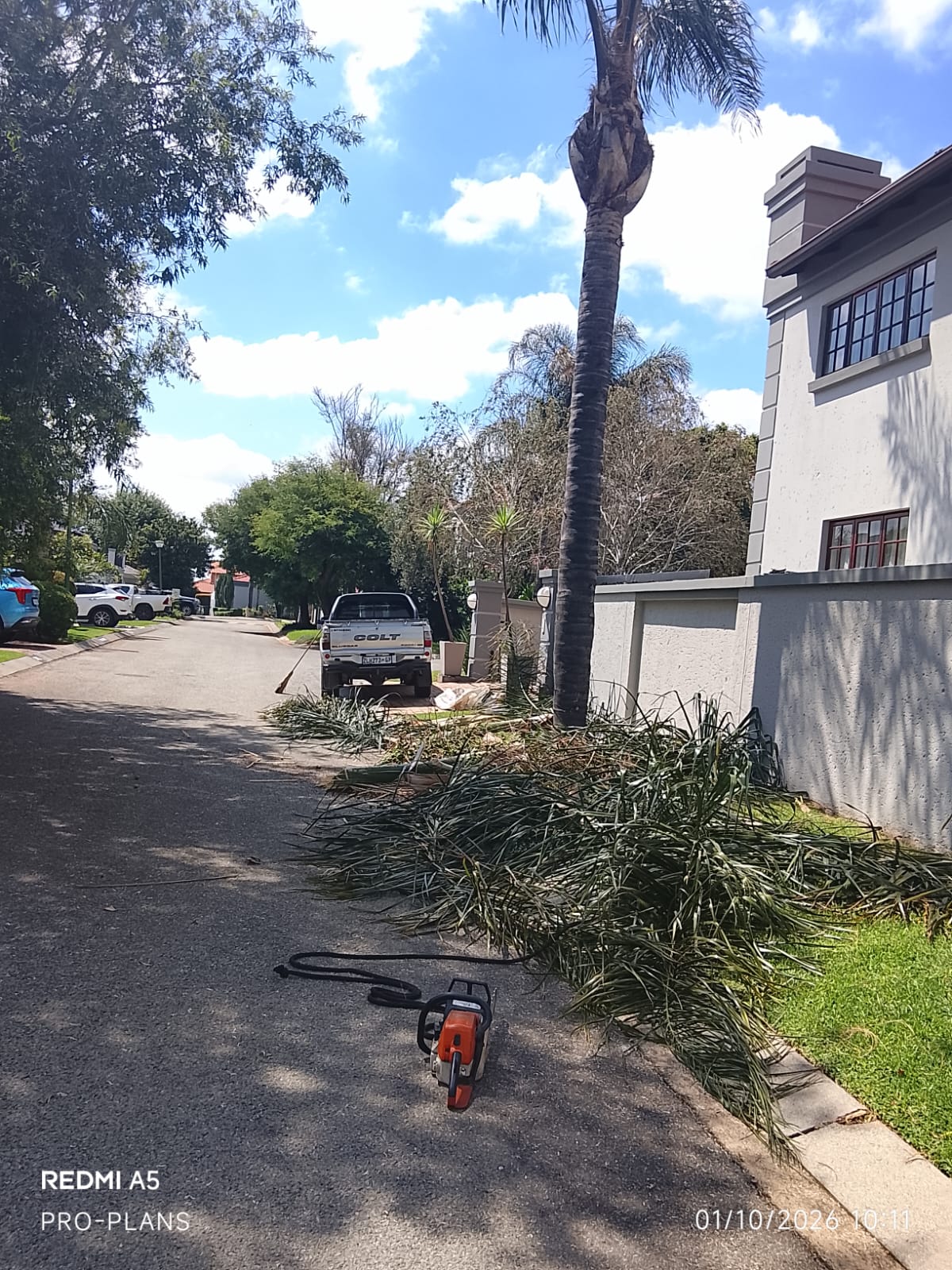 Tree felling project photo