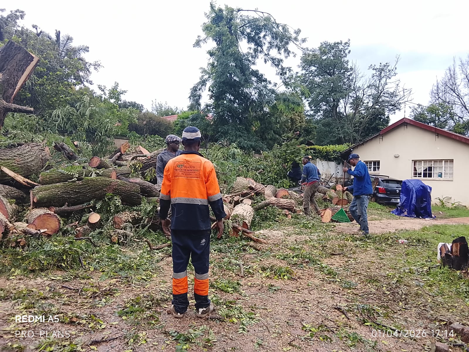 Tree felling project photo
