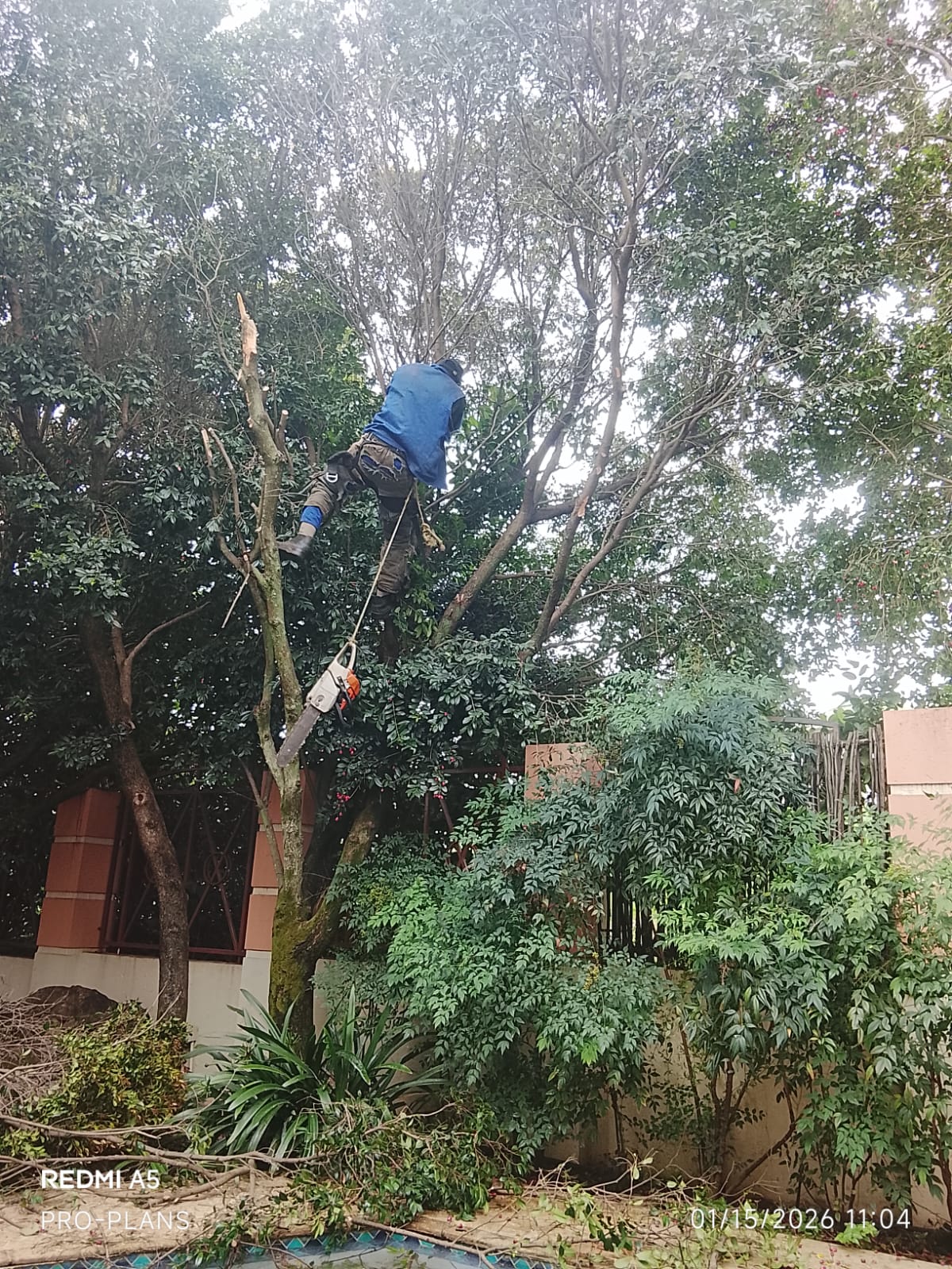 Tree felling project photo