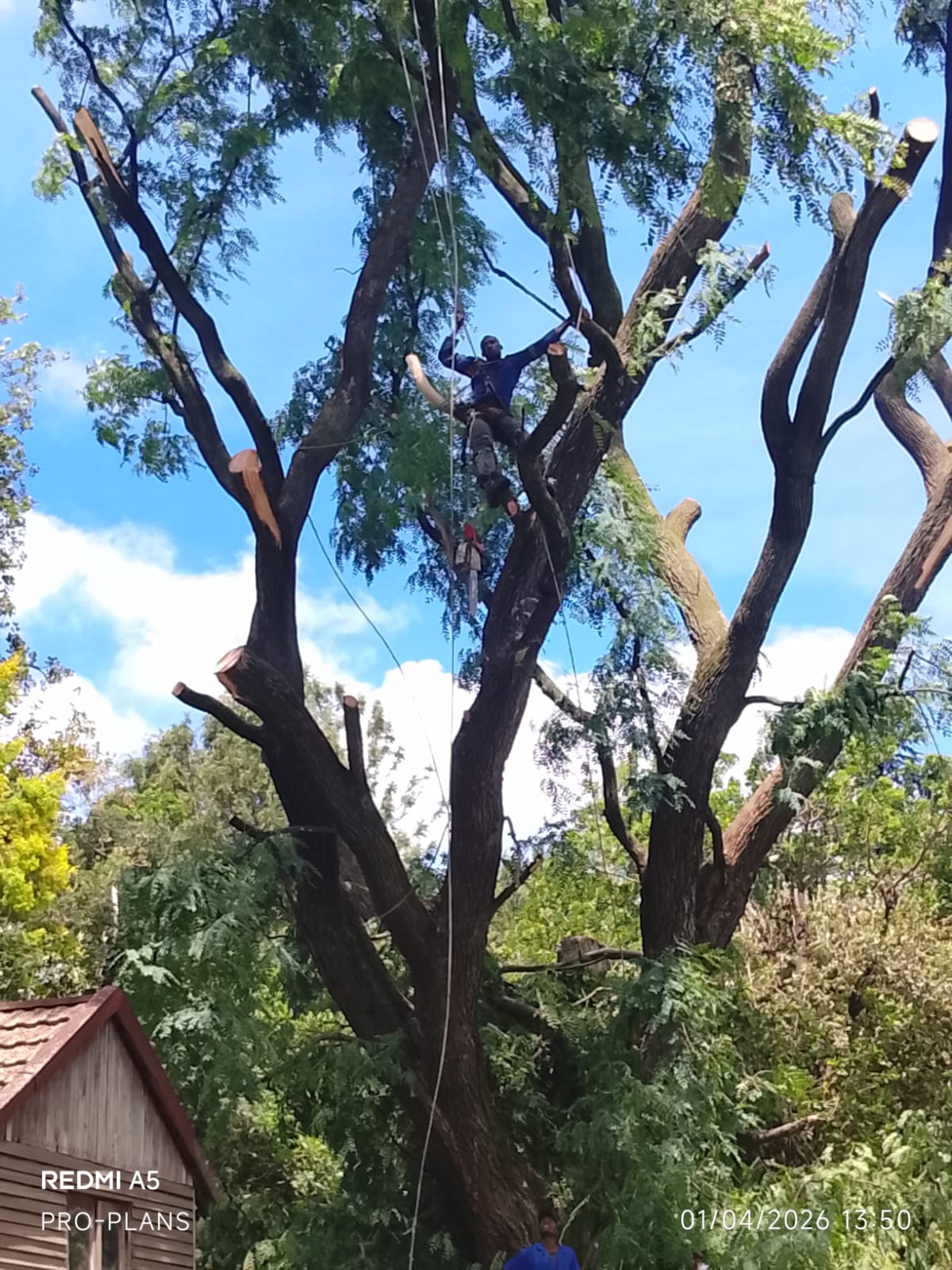 Tree felling project photo
