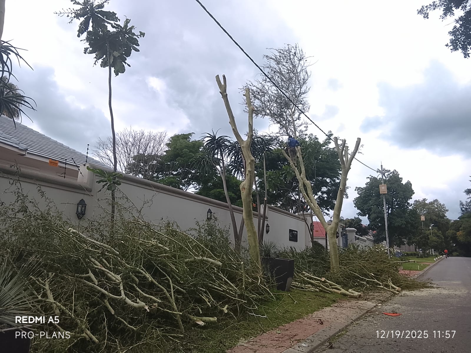 Tree felling project photo