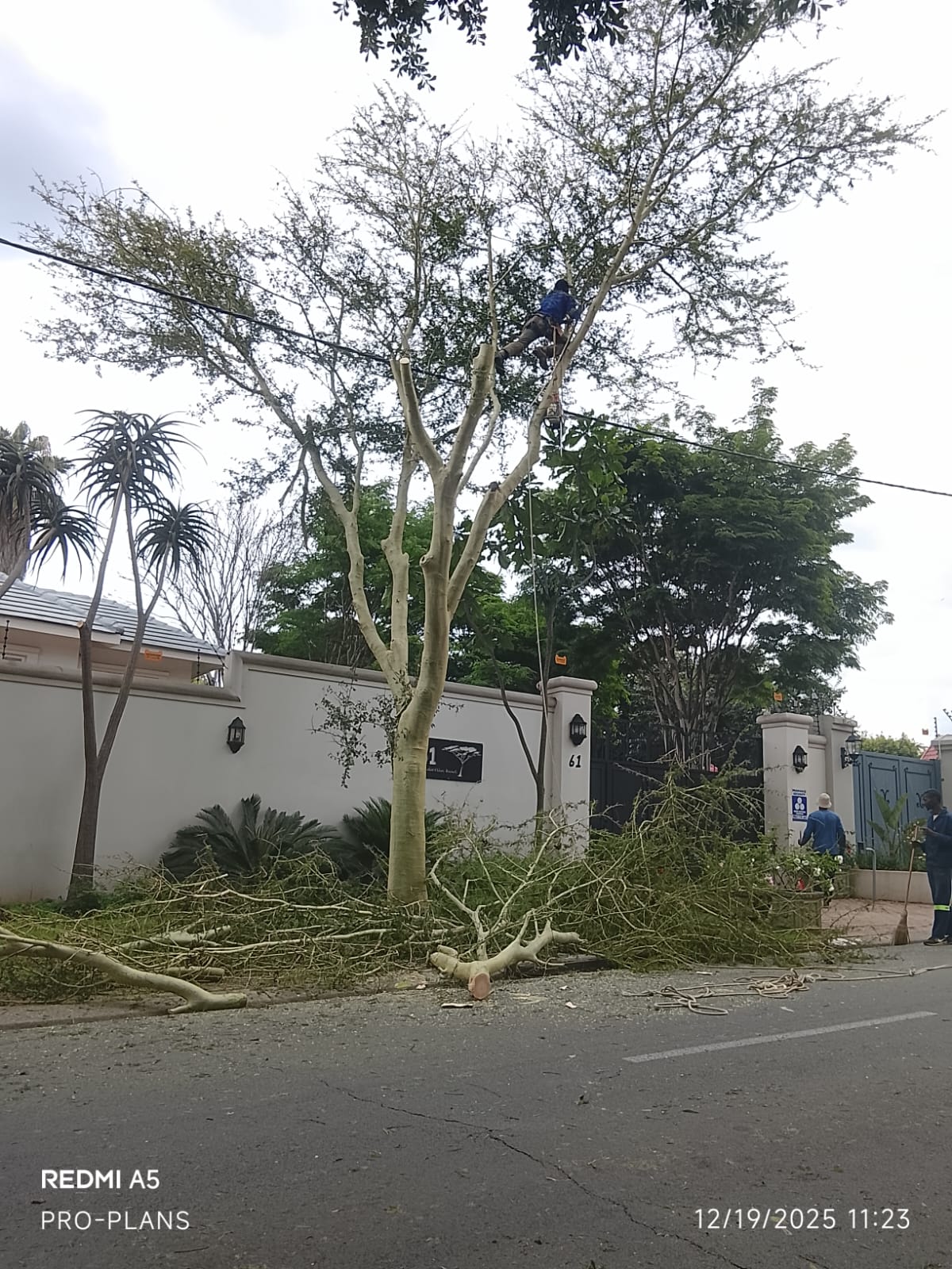 Tree felling project photo
