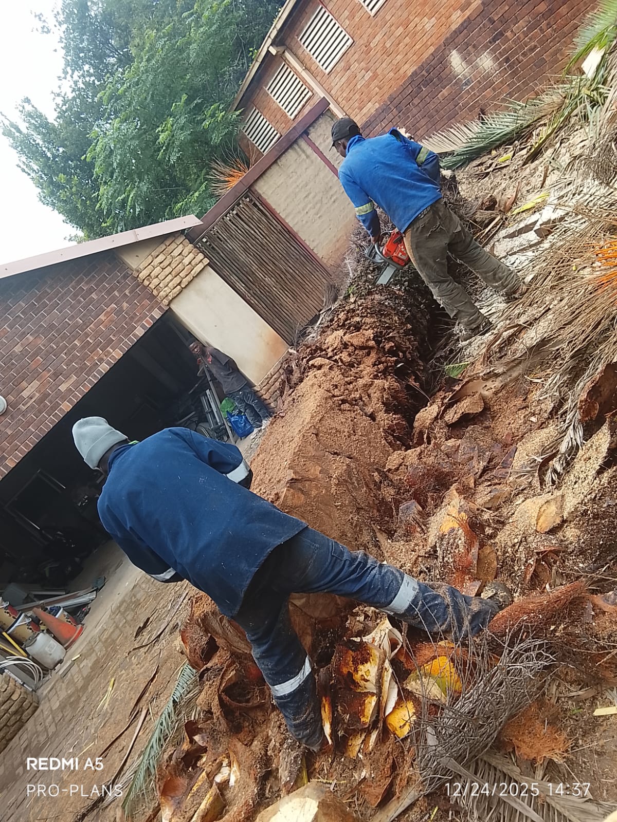Tree felling project photo