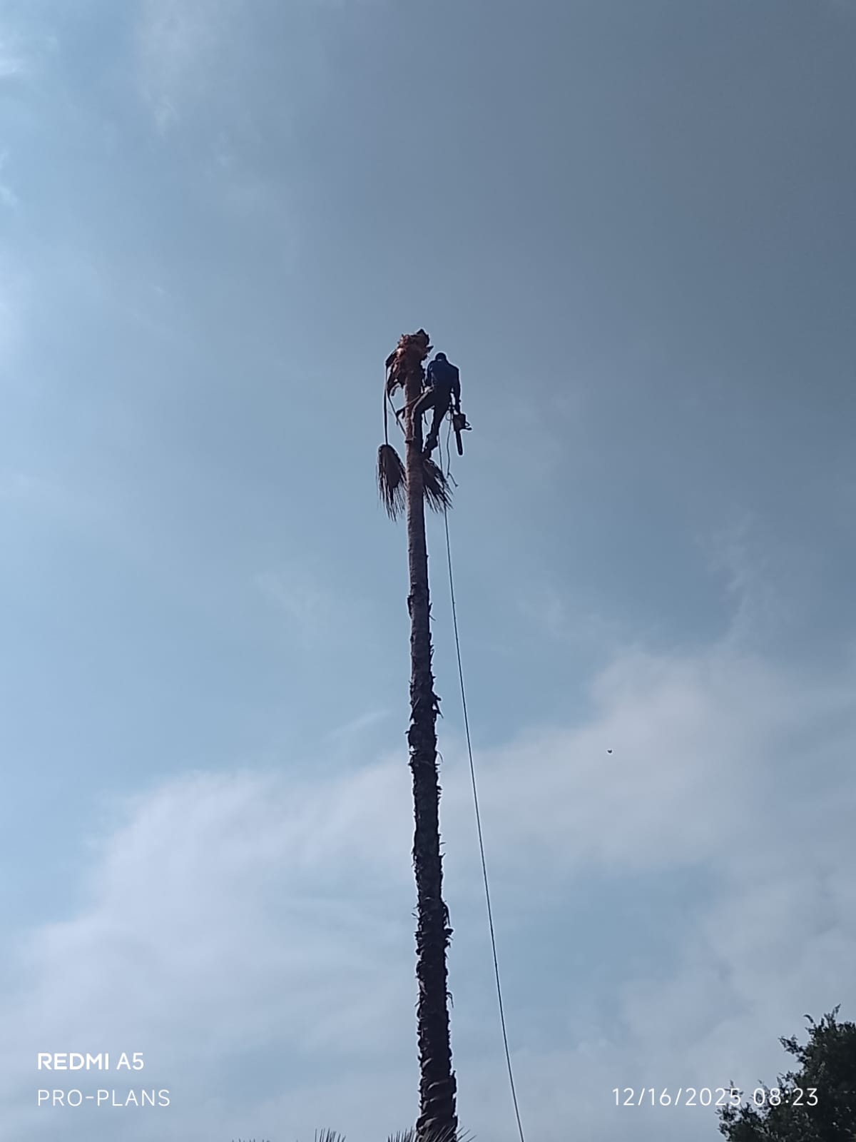 Tree felling project photo