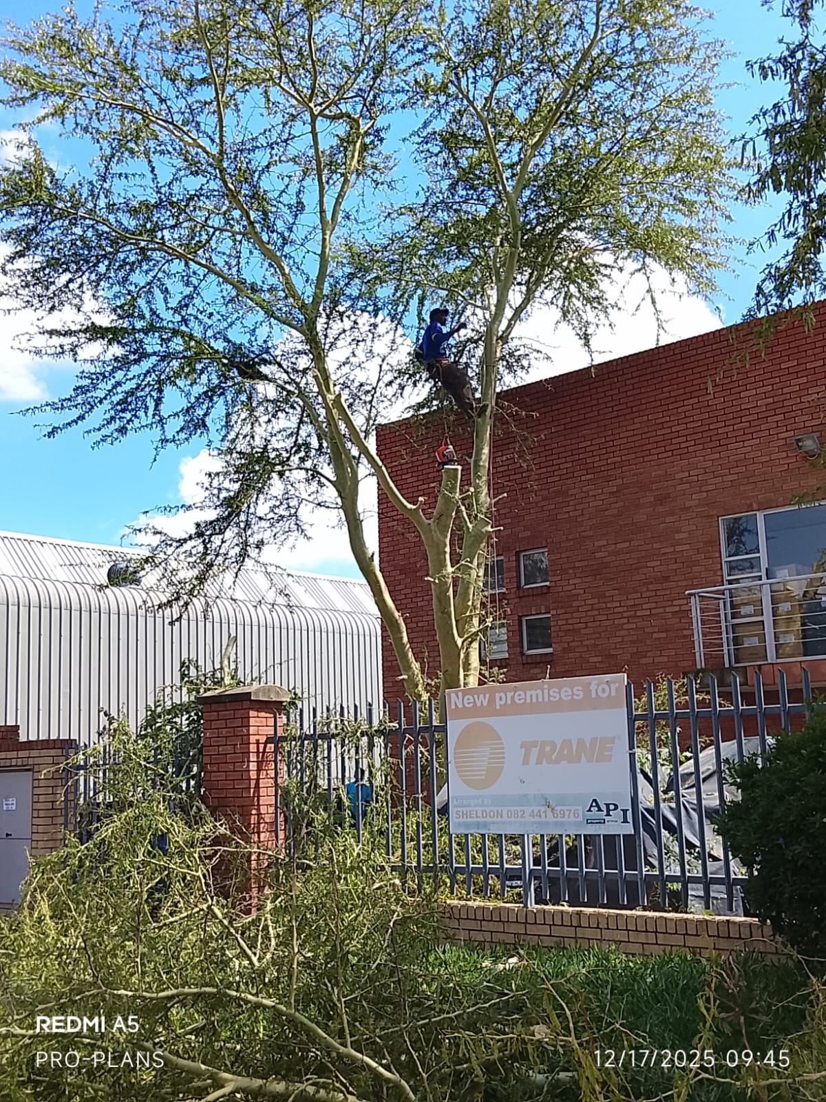 Tree felling project photo