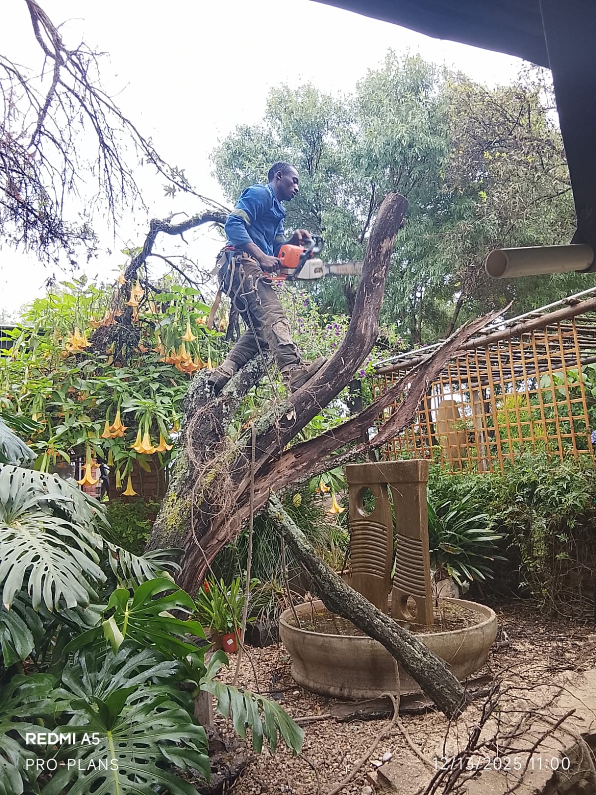 Tree felling project photo