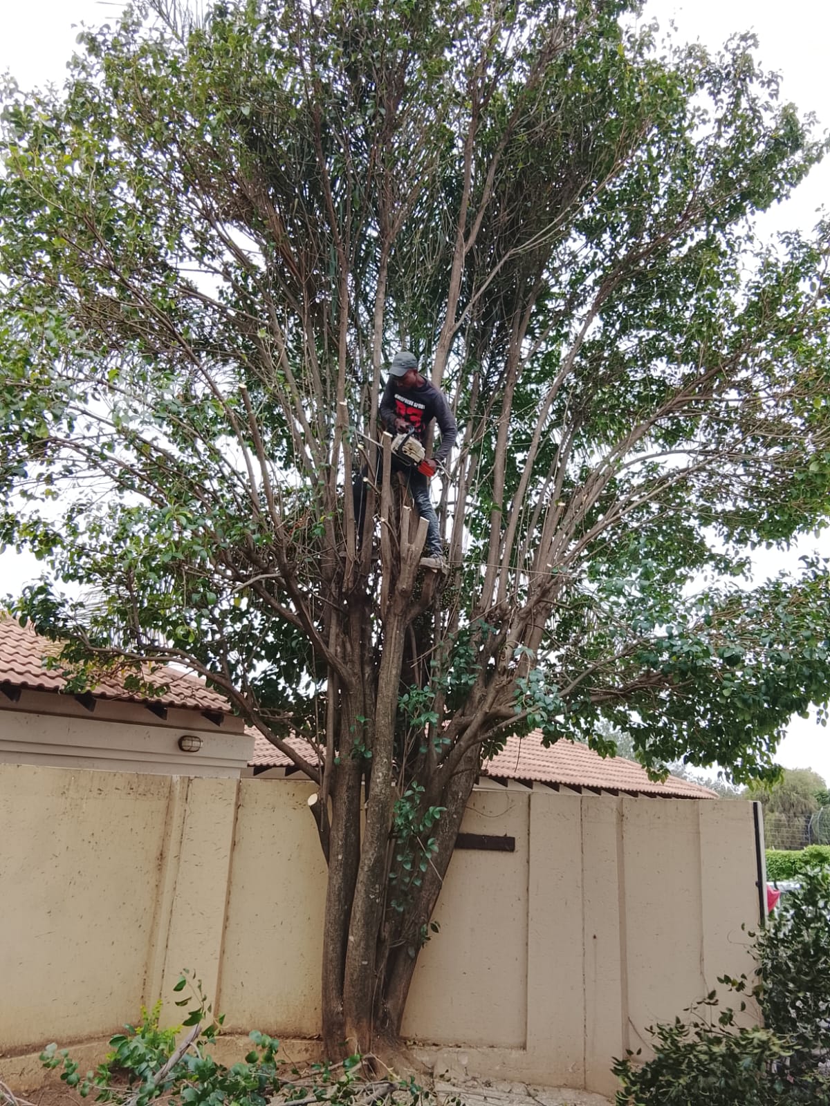 Tree felling project photo