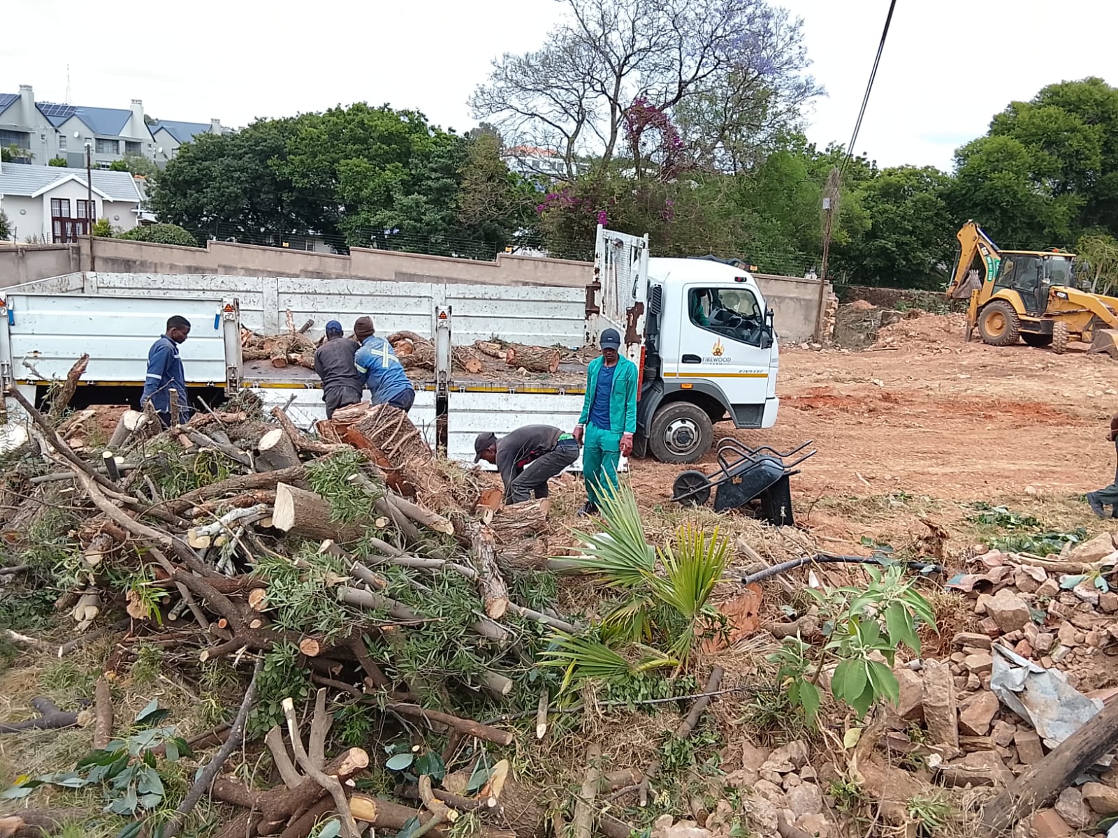 Tree felling project photo