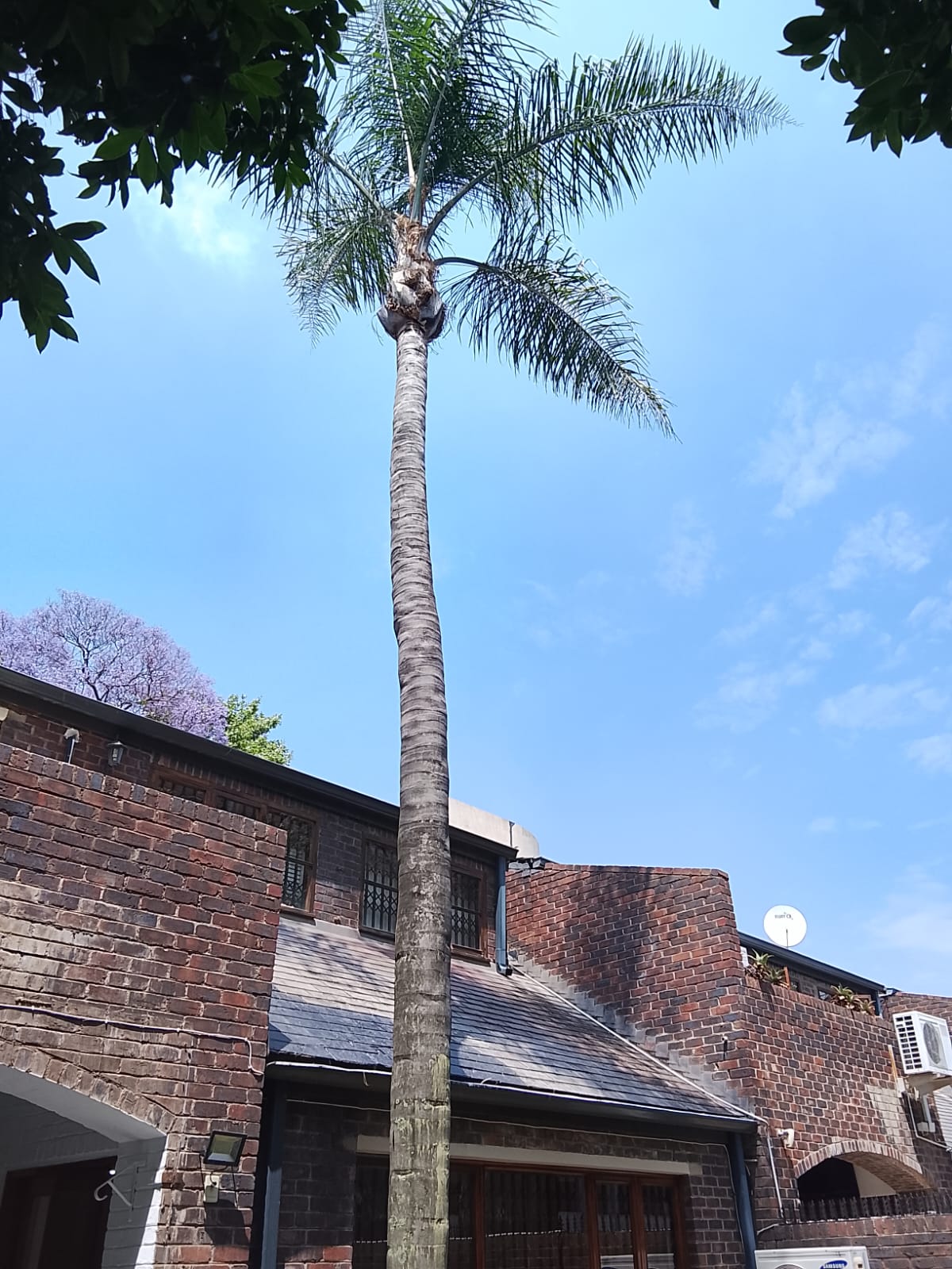 Tree felling project photo