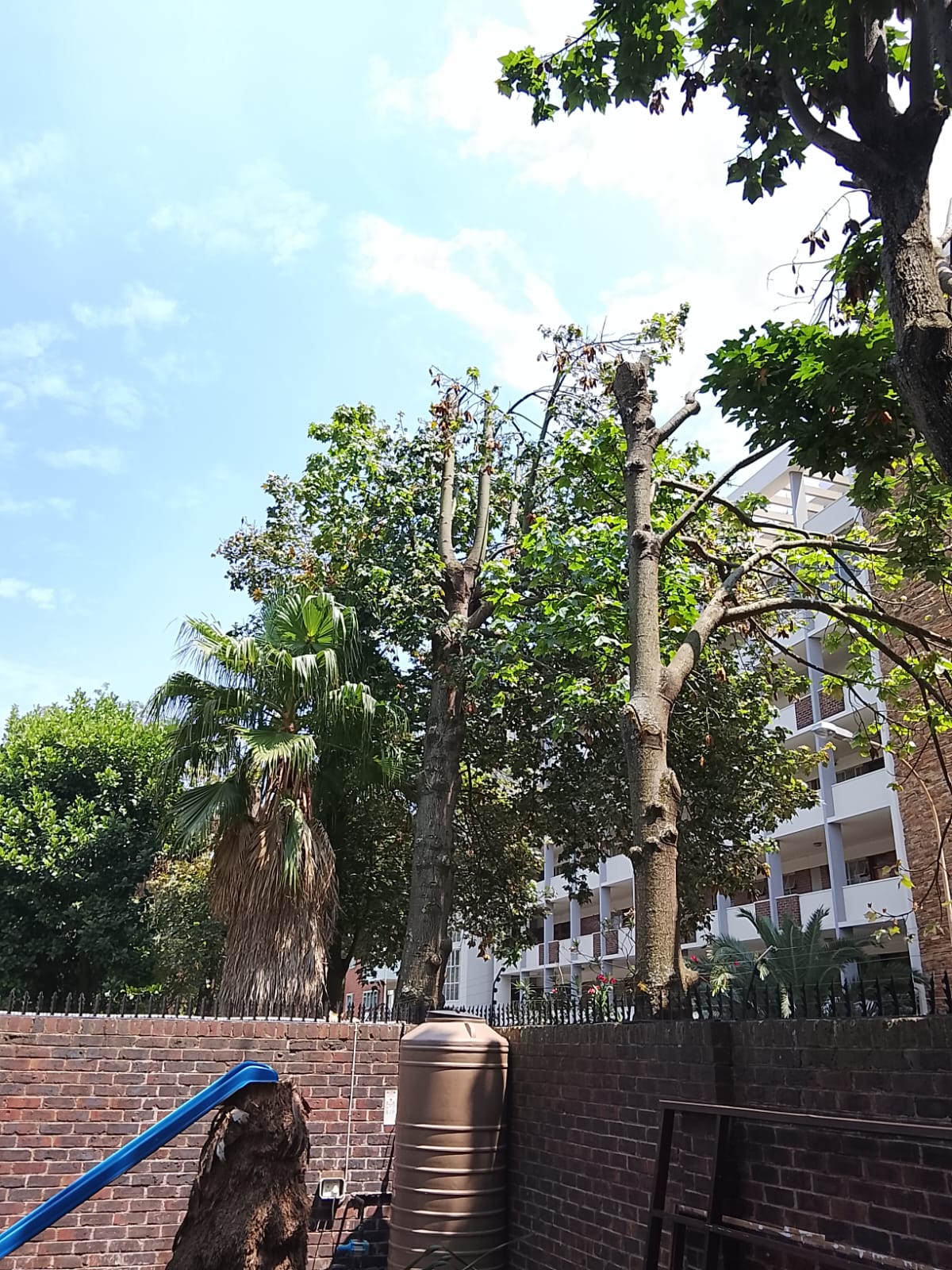 Tree felling project photo