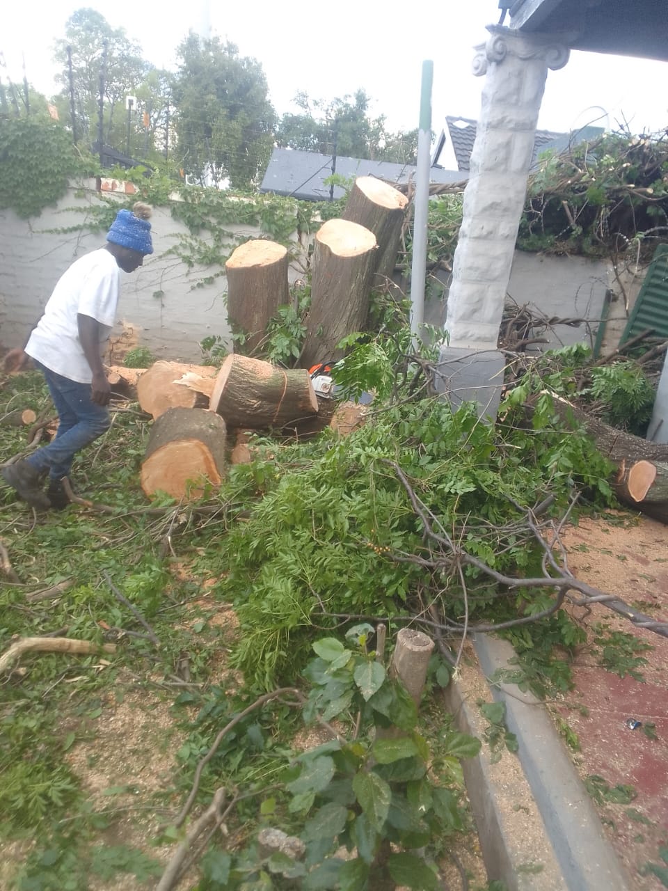 Tree felling project photo