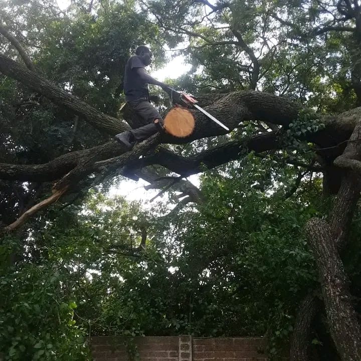 Tree felling project photo